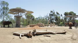 Meet the Many Diverse Elephants of San Diego's Elephant Odyssey