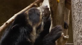 A Clever Fix Results in a Sweet Treat for 'Turbo' the Andean Bear
