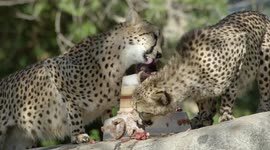 Cheetah cubs at US zoo given icy blood and meat cake for their birthday