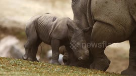 Birth of rhino calf is major event at San Diego Zoo