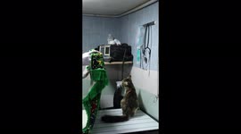 Terrified cat dramatically jumps from wall to wall away from veterinarian in West Bank