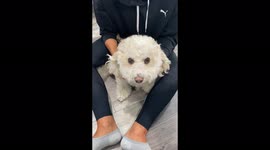 Dog REALLY love his ear massages!