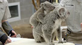 This is how koala joeys are weighed at San Diego Zoo