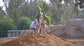 Mila the Elephant is a Beautiful Transfer from New Zealand