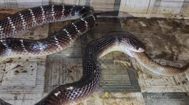 Freaky! Snake eats another in amazing viral clip