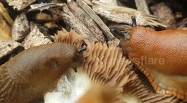 Oddly satisfying footage shows slugs feasting on mushroom