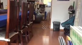 Nimble puppy shows off balancing skills on exercise ball