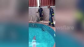Monitor lizard caught relaxing in swimming pool