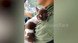 Clingy Chihuahua snuggles owner while he is driving and refuses to leave him