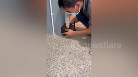 Puppy rescued after head gets stuck in gate