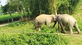 Elephants clash with each other in northeastern India