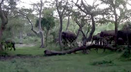 Herd of elephants surround youths mounted on tree in Sri Lanka