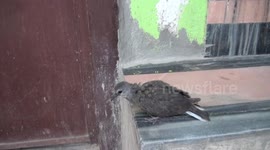 A cute injured  baby bird fly after long afford in Northern India