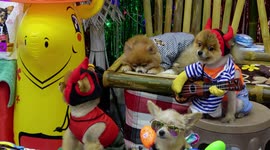 Watch these adorable pets dressed up for Halloween show in Chiang Mai, Thailand