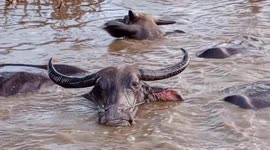 Buffalo swimming in the swamp