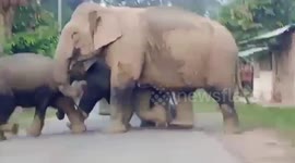 Giant elephant chases after group of locals in northeastern India