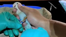 Firefighters Evacuate Narrow Rings on Lovebird's Feet in East Jakarta, Indonesia