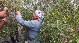 Palestinian volunteers pick olives in the lands of Burin village, south of Nablus