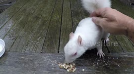 Up close and personal with a Super Rare Wild Albino Squirrel in our South London Garden