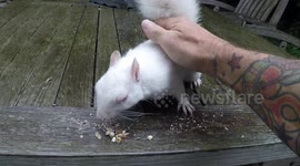 London homeowner feeds and strokes extremely rare albino squirrel