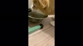 The corgi puppy sloppily drank water, for which he paid and was used as a floor rag