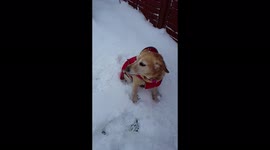Labrador and Cocker Spaniel happily playing in the snow in slow motion