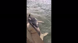 Japan: Dead Humpback Whale Washes Up On Shore In Kanagawa