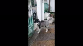 Husky's dad goes to meets his daughter at my front house.