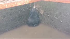 Wild bear that fell into well gets rescued by villagers and happily returns to forest