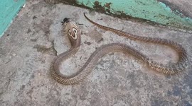 A Cobra suffers from nerve entanglement after eating a frog in tamilnadu south india
