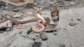 Indian Snake cubs in a different color, in southindia tamilnadu