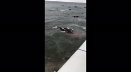 Japan: Dead Humpback Whale Washes Up On Shore In Kanagawa 2