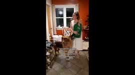 German shepherd howls in excitement when she hears squeaky toy in owner's bag