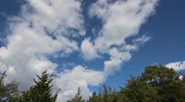 Hundreds of Turkey Vultures Hover Over Viewer