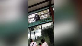 Crowd flees as gorilla spits at tourists through enclosure bars in eastern China