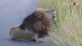'Lion ROARING to lay claim to territory at Kruger National Park '