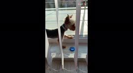 ''So long, dear pup' - cute dog tries to play with a fly'