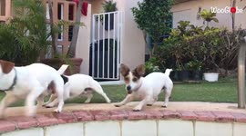 Trio of Jack Russell terriers dance HILARIOUSLY to 'Despacito'