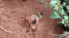 Dog and two puppies rescued after being buried up to their NECKS in Indian landslide