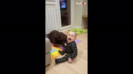Baby and pet labrador have hilarious tug-of-war with slipper
