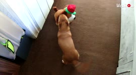 Excited doggo acting silly in front of singing toy dog