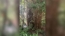 Dog walker captures video of one of the UK's 50 albino squirrels