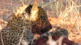 Cute but deadly: leopard cub spotted eating antelope in South Africa