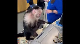 Capuchin Monkey Cody Trains To Be A Bank Teller Counting Money