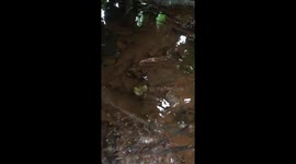 Man rescues fish stuck at tree stumps due to receding floodwater