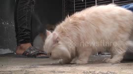 The opening of a beauty salon and a cat massage in the Gaza Strip for the first time.