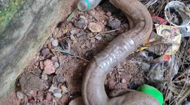 Brave rescuer frees sand boa trapped in plastic bottle in southern India