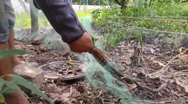 Rattle snake trapped in fish net took place in south india tamilnadu..