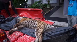 'Critically endangered' Sumatran tiger found dead in poacher's trap in Indonesia