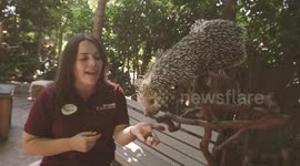 Baby porcupines are the adorable thing you need today